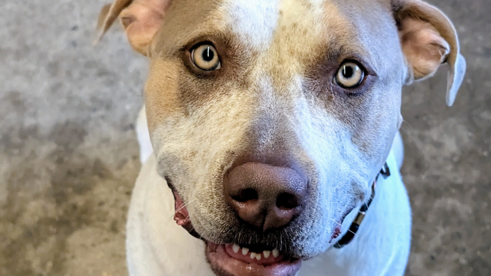 Dog smiling for Movers for Mutts